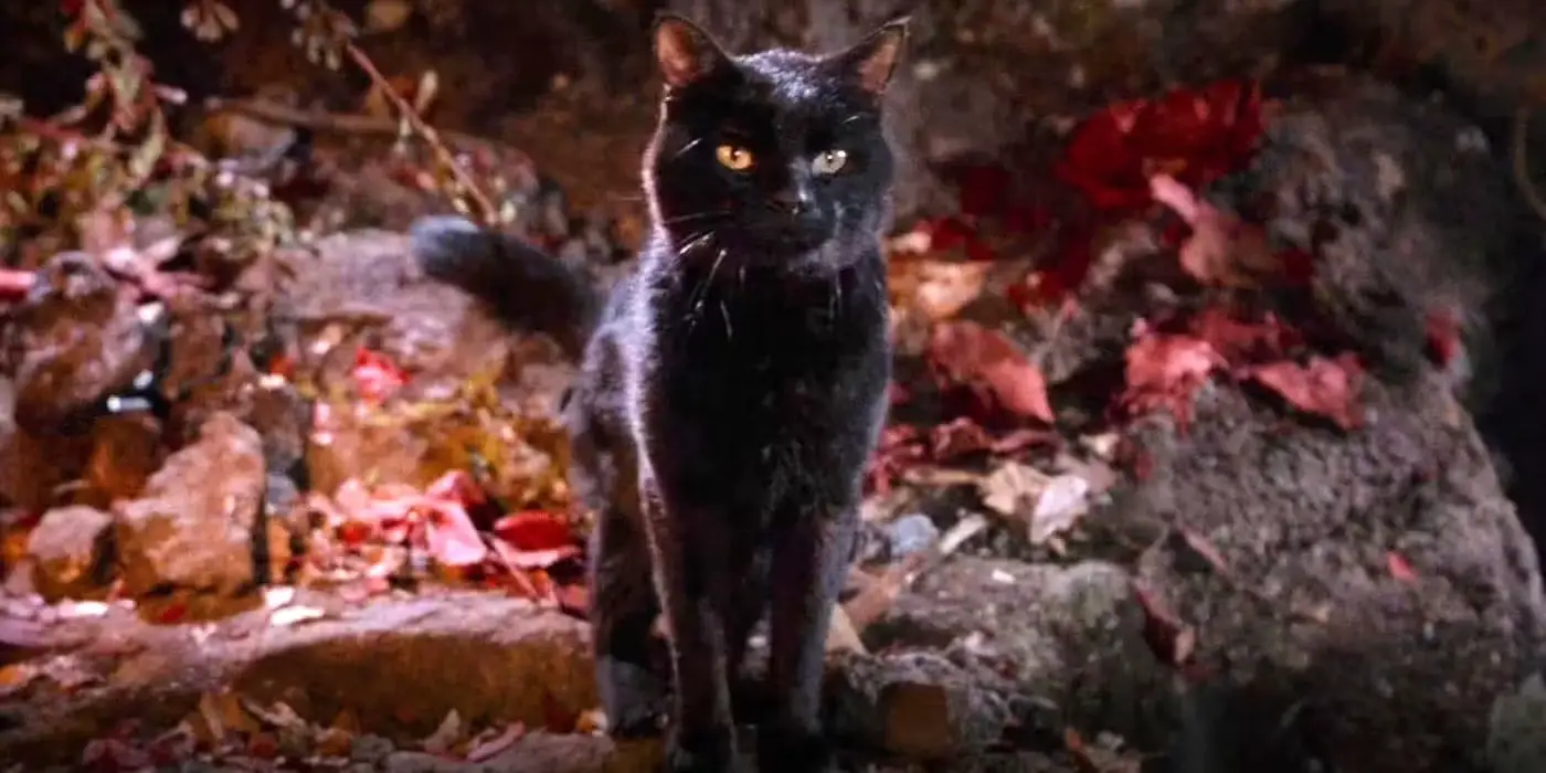 5 Times Horror Movie Felines Stepped Up to Save the Day