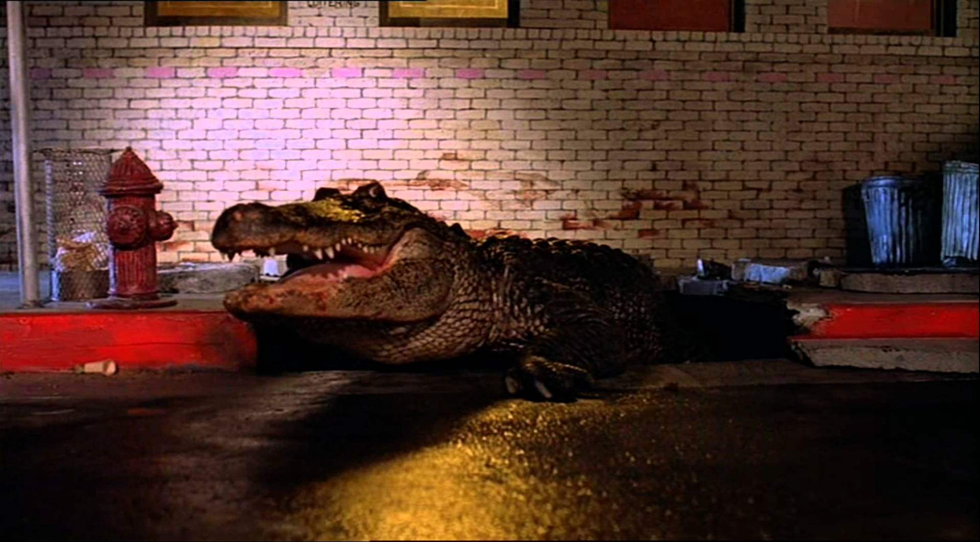 Alligator, 1980