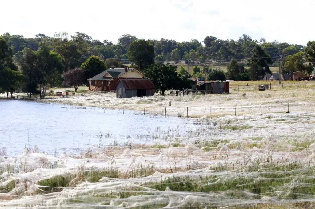 An Australian town is covered in what looks like snow but it is actually spider web.