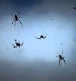 baby spiders fall from sky in the Australia.
