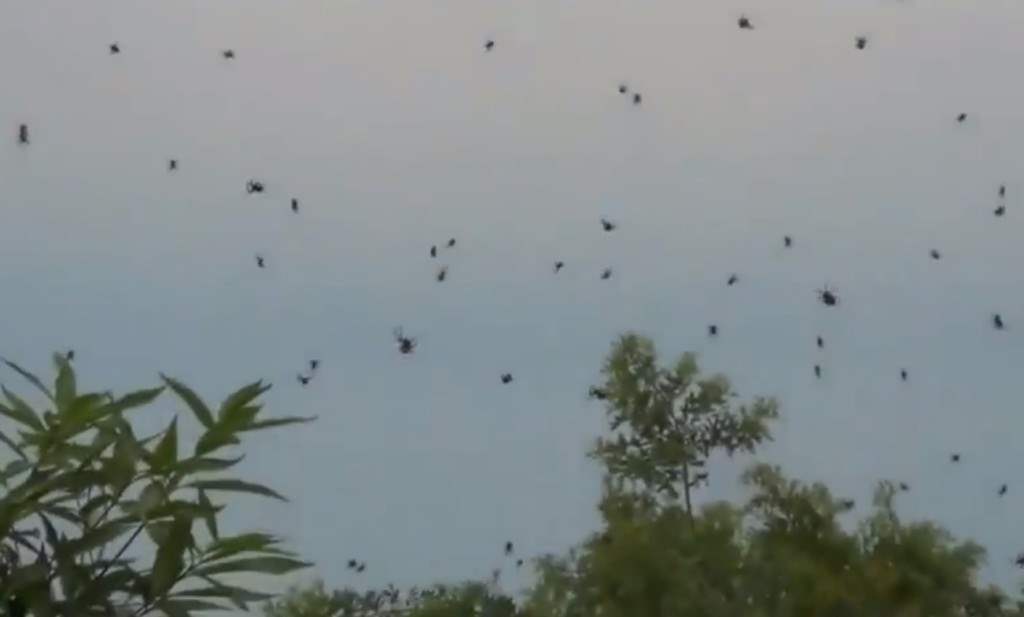 Baby spiders fall from the sky in Australia.