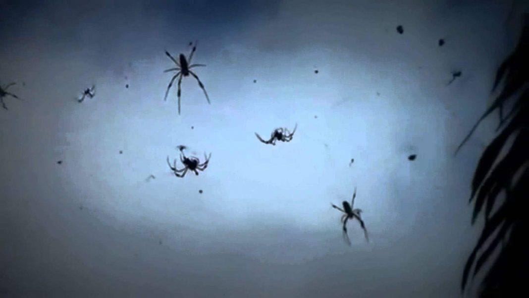 Spiders in Australia: Baby Spiders Are Raining Down