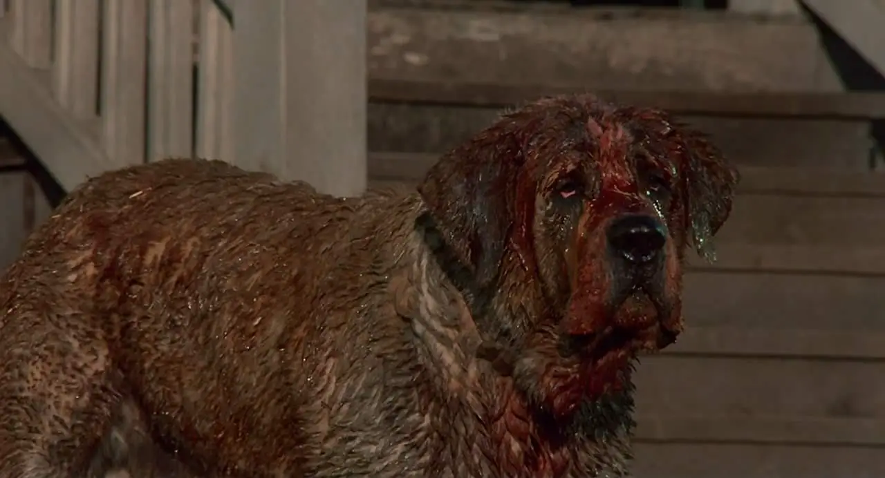 stephen king cujo dog