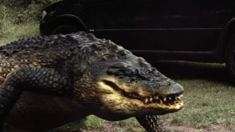 Lake Placid vs Anaconda crocodile
