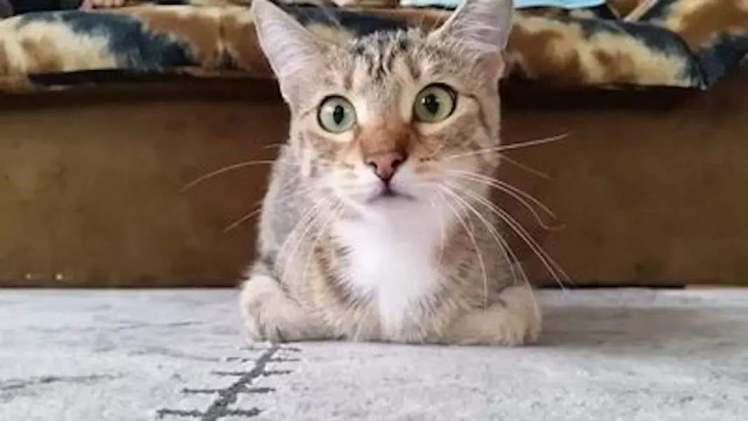 Cat watching a horror movie