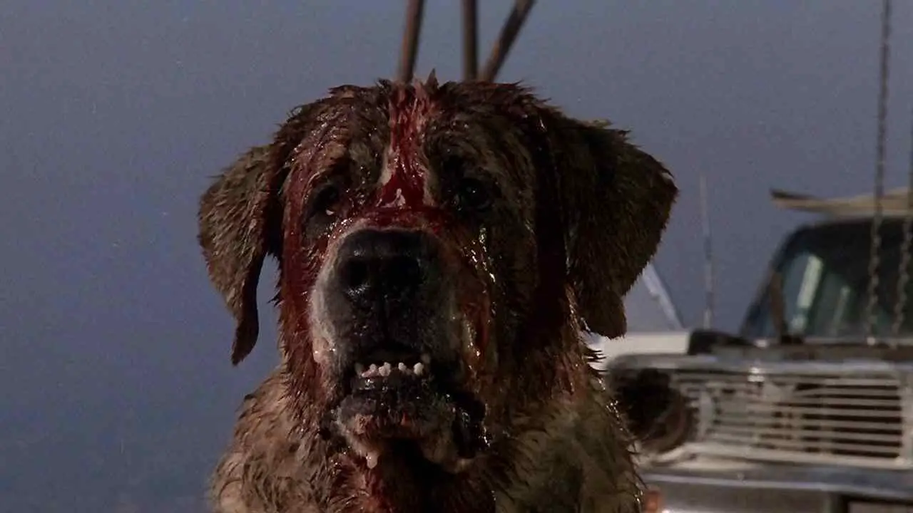 cujo-movie-bloody-dog