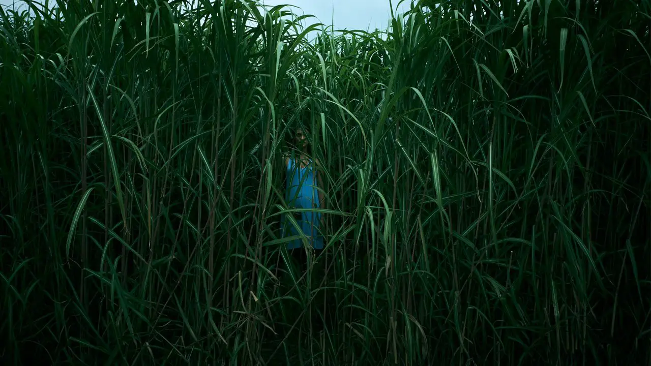 In the Tall Grass