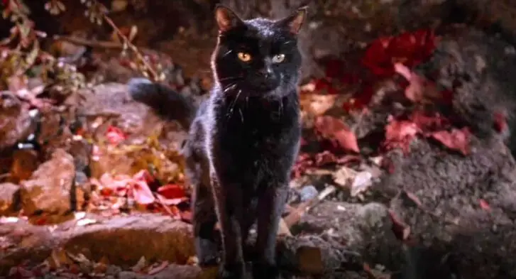 Binx in Hocus Pocus